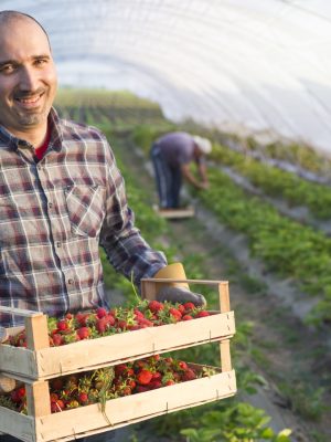 Portrait of farmer holding crate full of strawberries fruit in greenhouse.